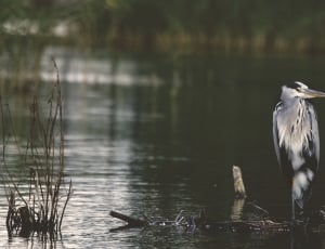 white and black feathered bird perching on branch in body of water thumbnail