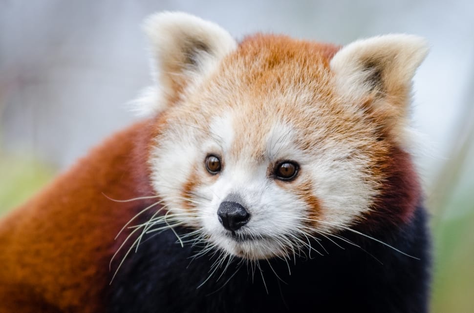 Red Panda preview