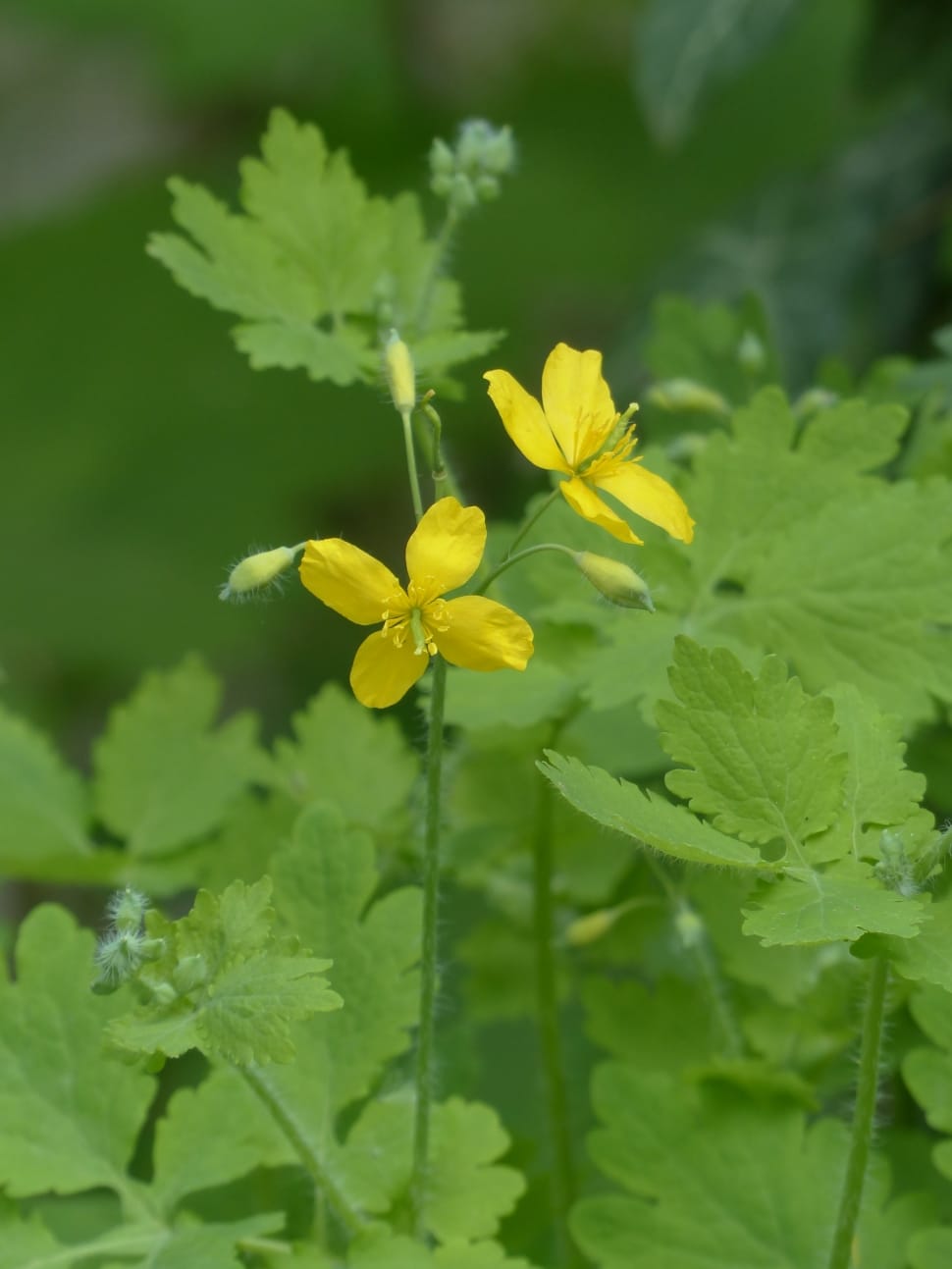 yellow buttercup flowers in closeup photo preview