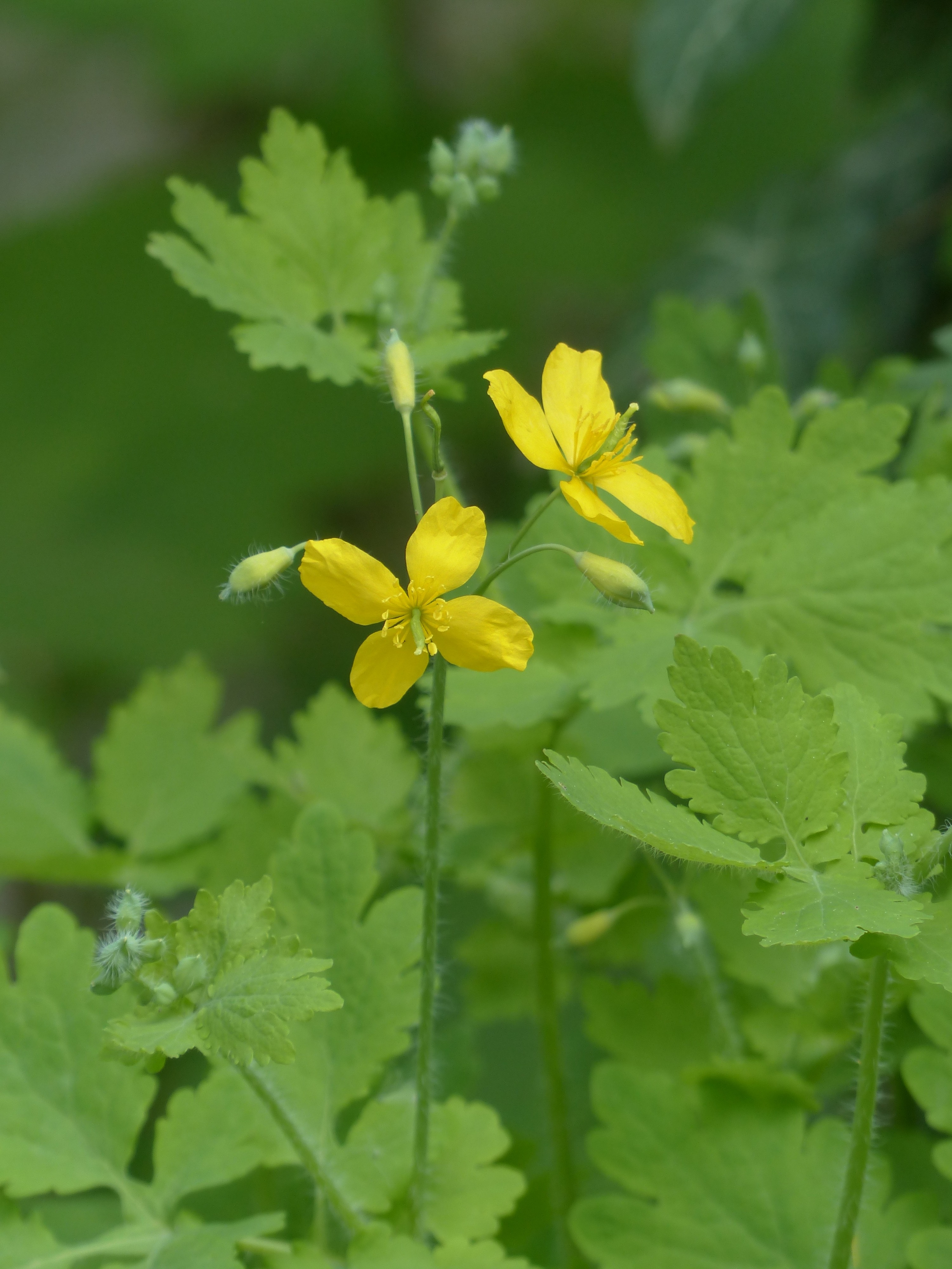 yellow buttercup flowers in closeup photo