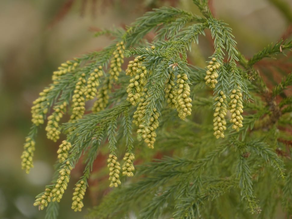 green leaf tree during daytime preview