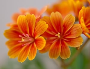 Bloom, Bitterwurz, Lewisia, Blossom, flower, orange color thumbnail