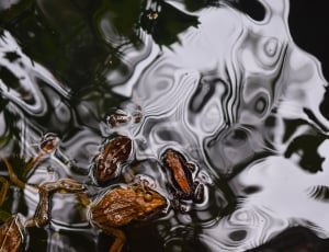 brown frogs thumbnail