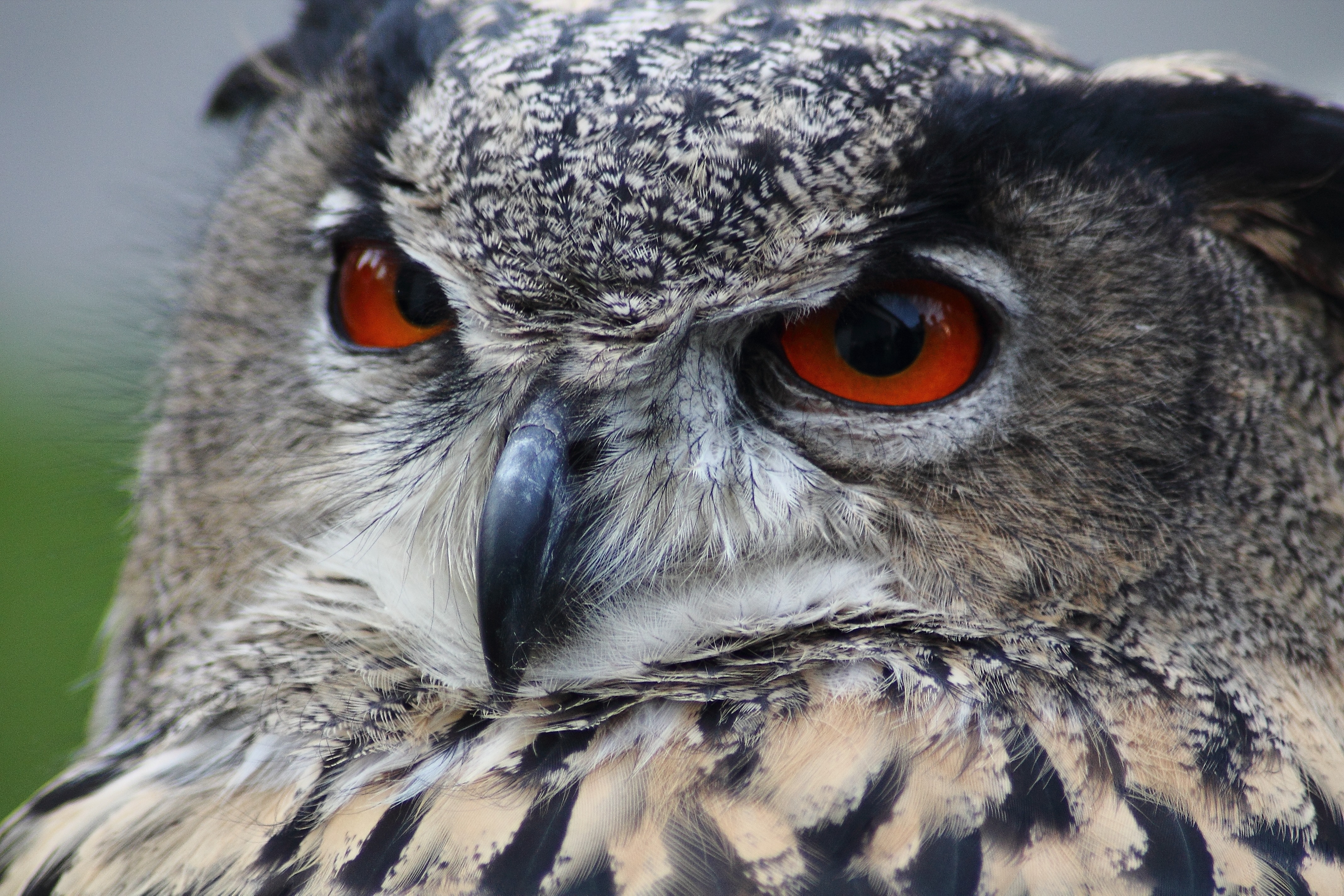 gray owl