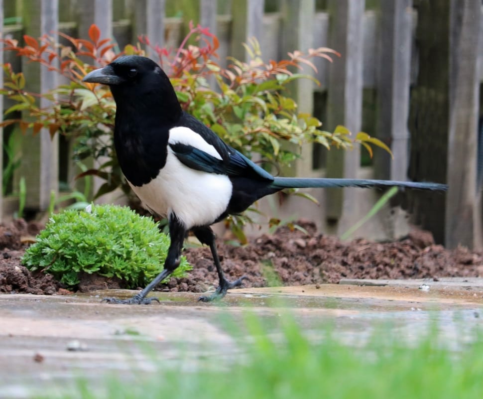 white and black bird walking on brown ground preview