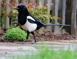 white and black bird walking on brown ground thumbnail