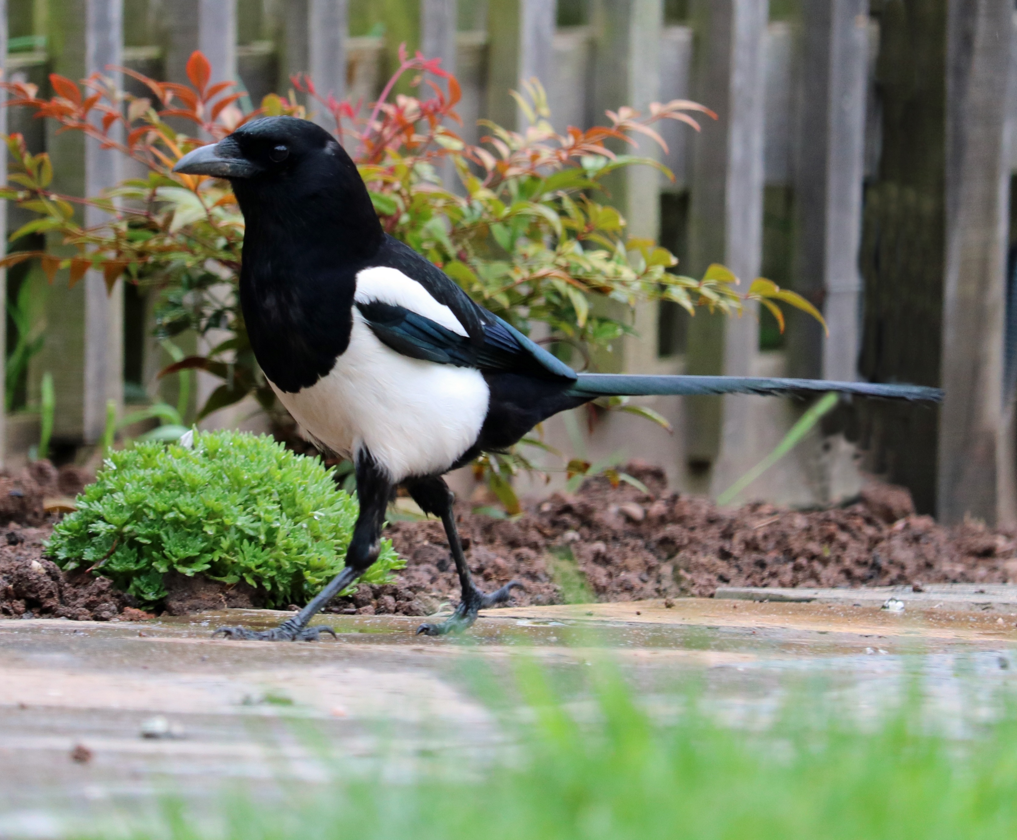 white and black bird walking on brown ground