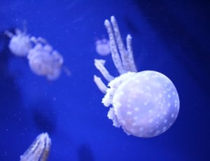 Aquarium, Jellyfish, jellyfish, underwater thumbnail
