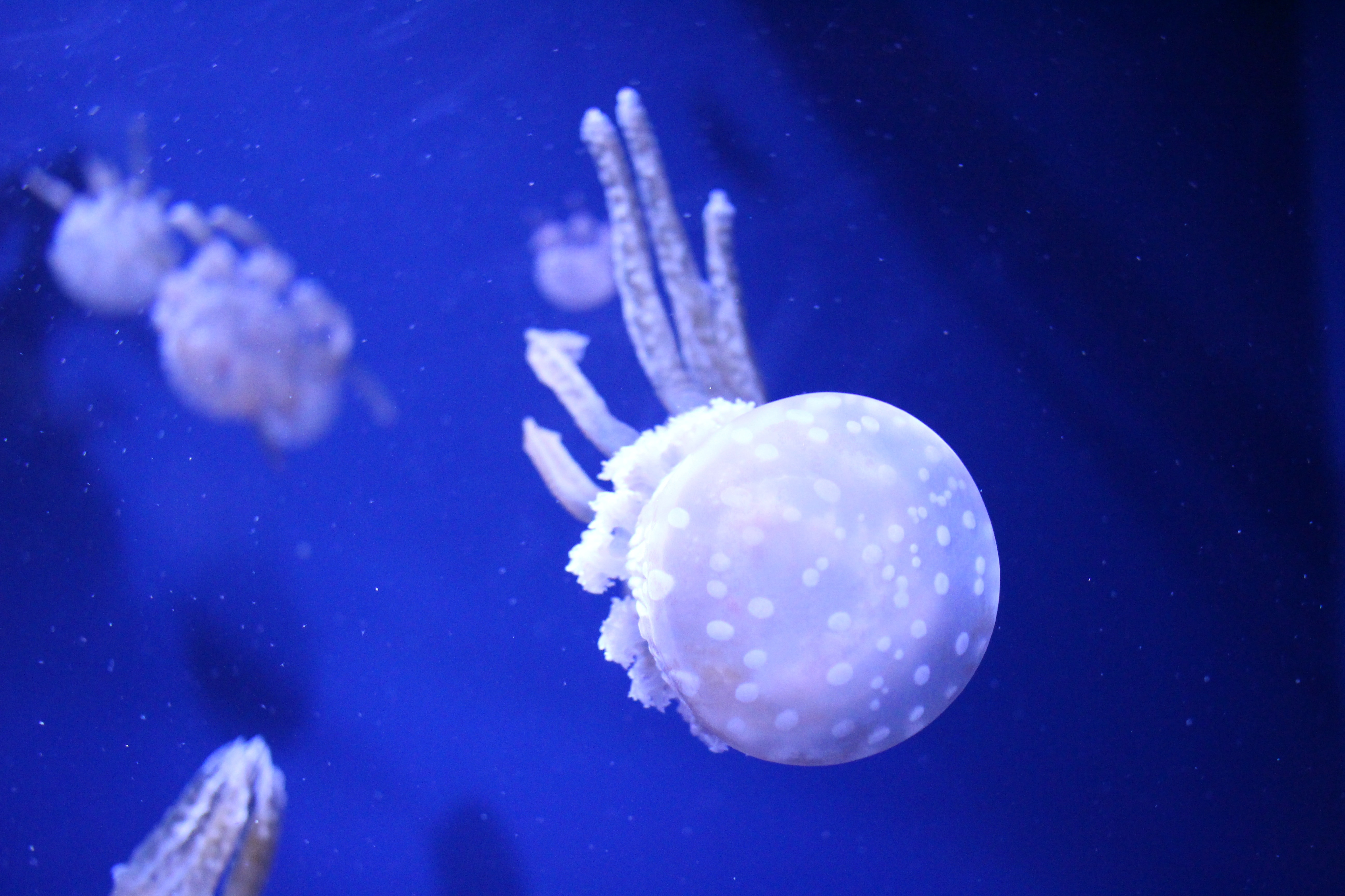 Aquarium, Jellyfish, jellyfish, underwater