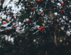 mistletoe tree thumbnail