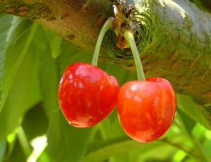Cherries, Cherry, Red, The Fruits Of The, fruit, food and drink thumbnail