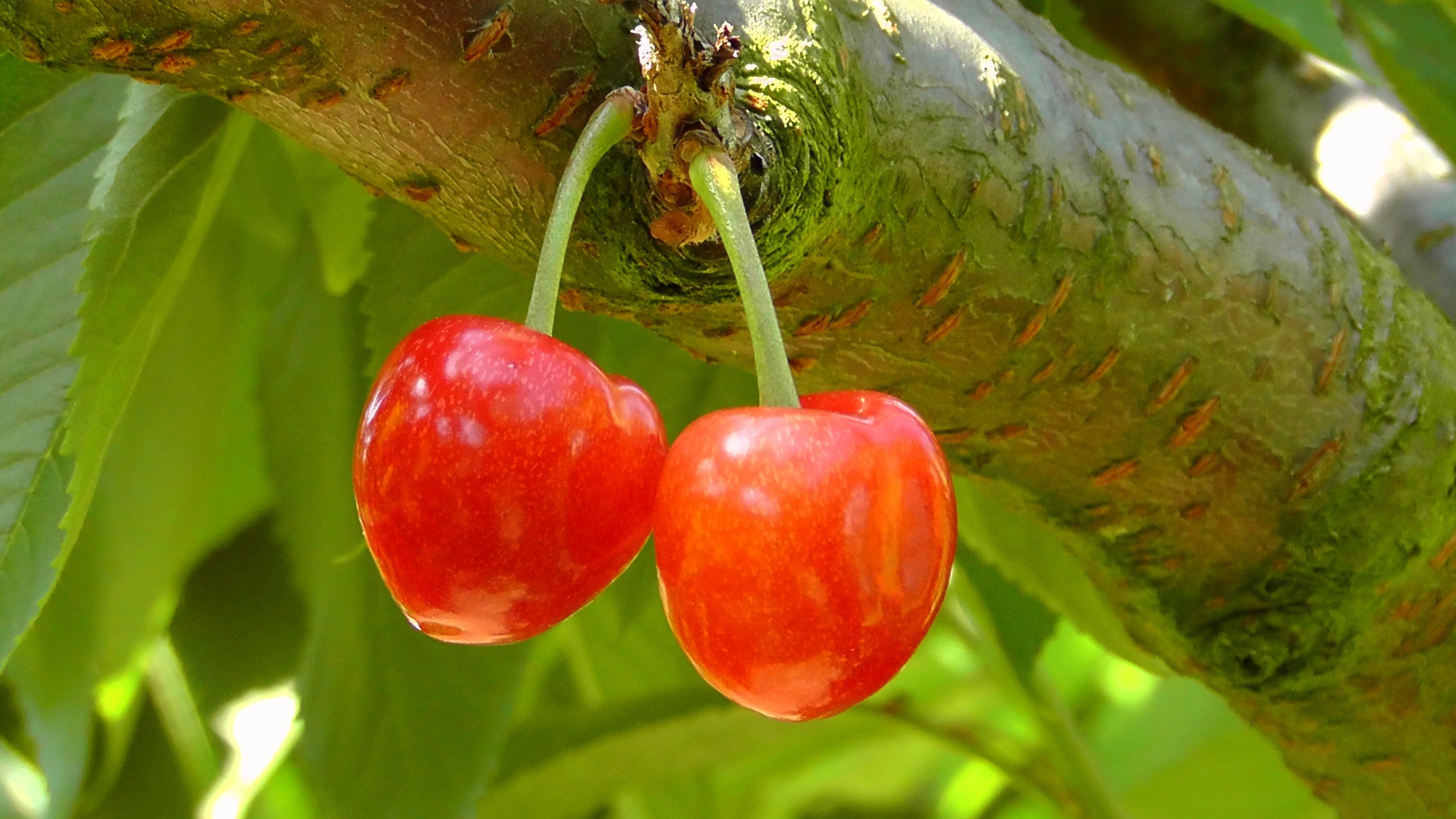 Cherries, Cherry, Red, The Fruits Of The, fruit, food and drink