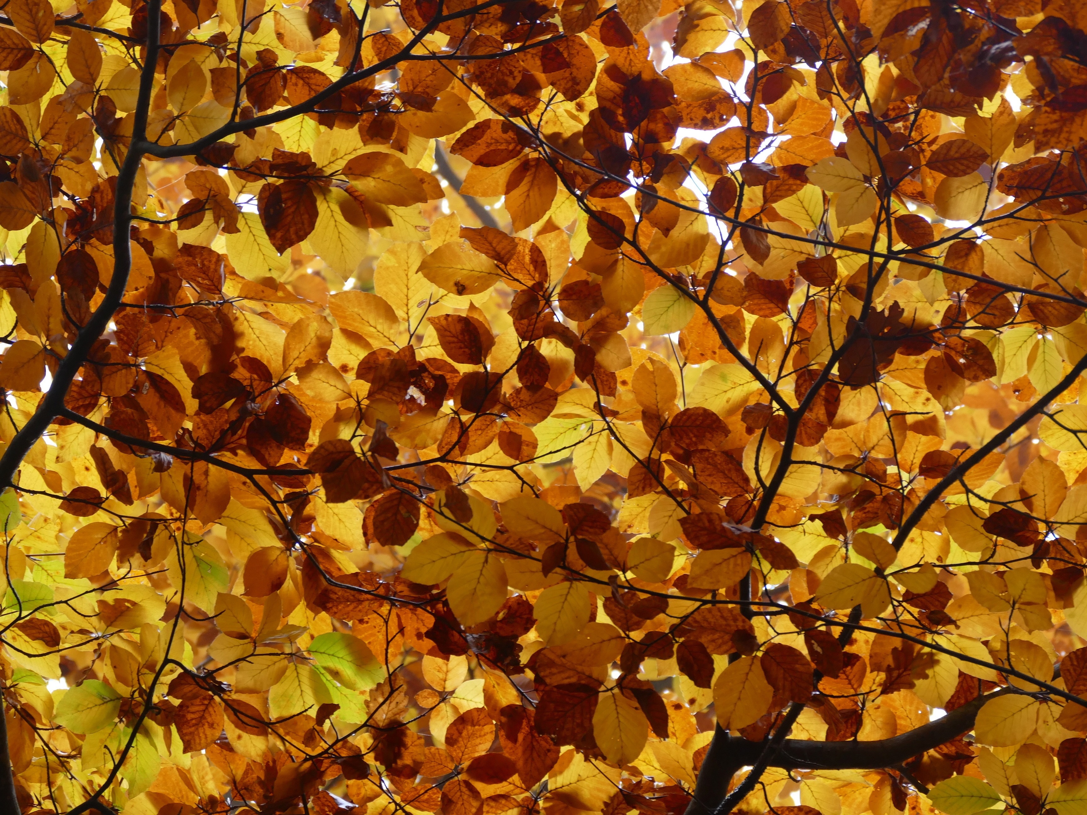 brown and yellow leaf