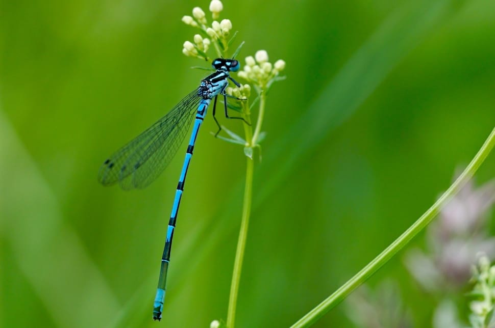 blue damselfly preview