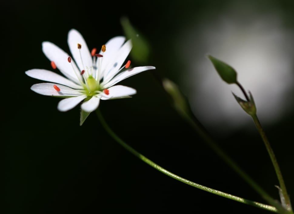 white petaled flower with stigmas close-up photo preview