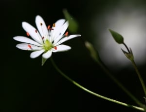 white petaled flower with stigmas close-up photo thumbnail