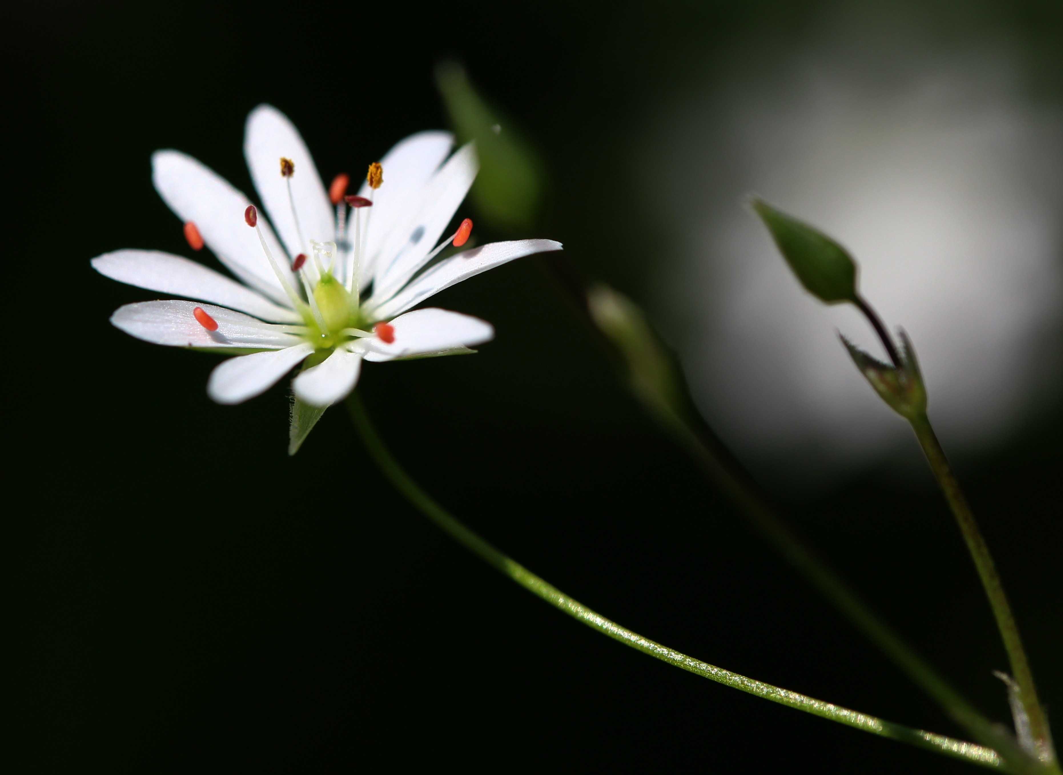 white petaled flower with stigmas close-up photo
