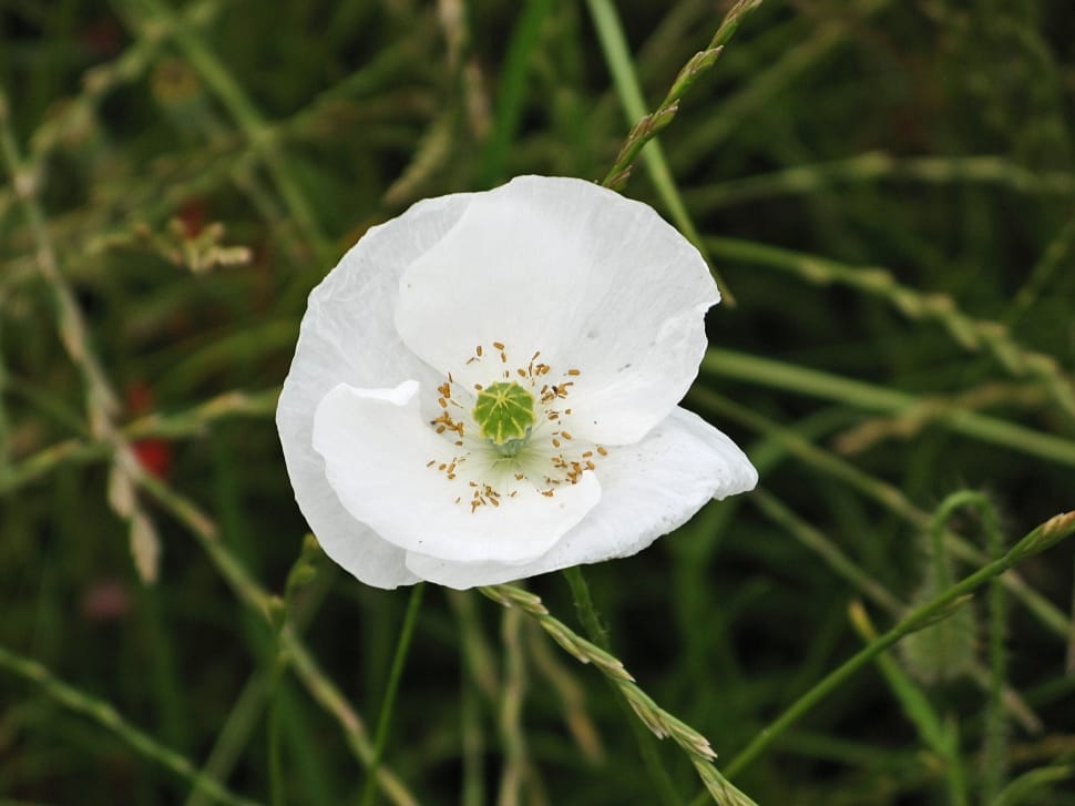 white poppy flower preview