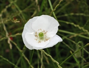 white poppy flower thumbnail