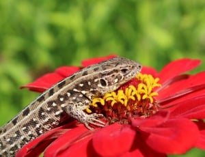 Lizard, Amphibians, Flower, one animal, flower thumbnail