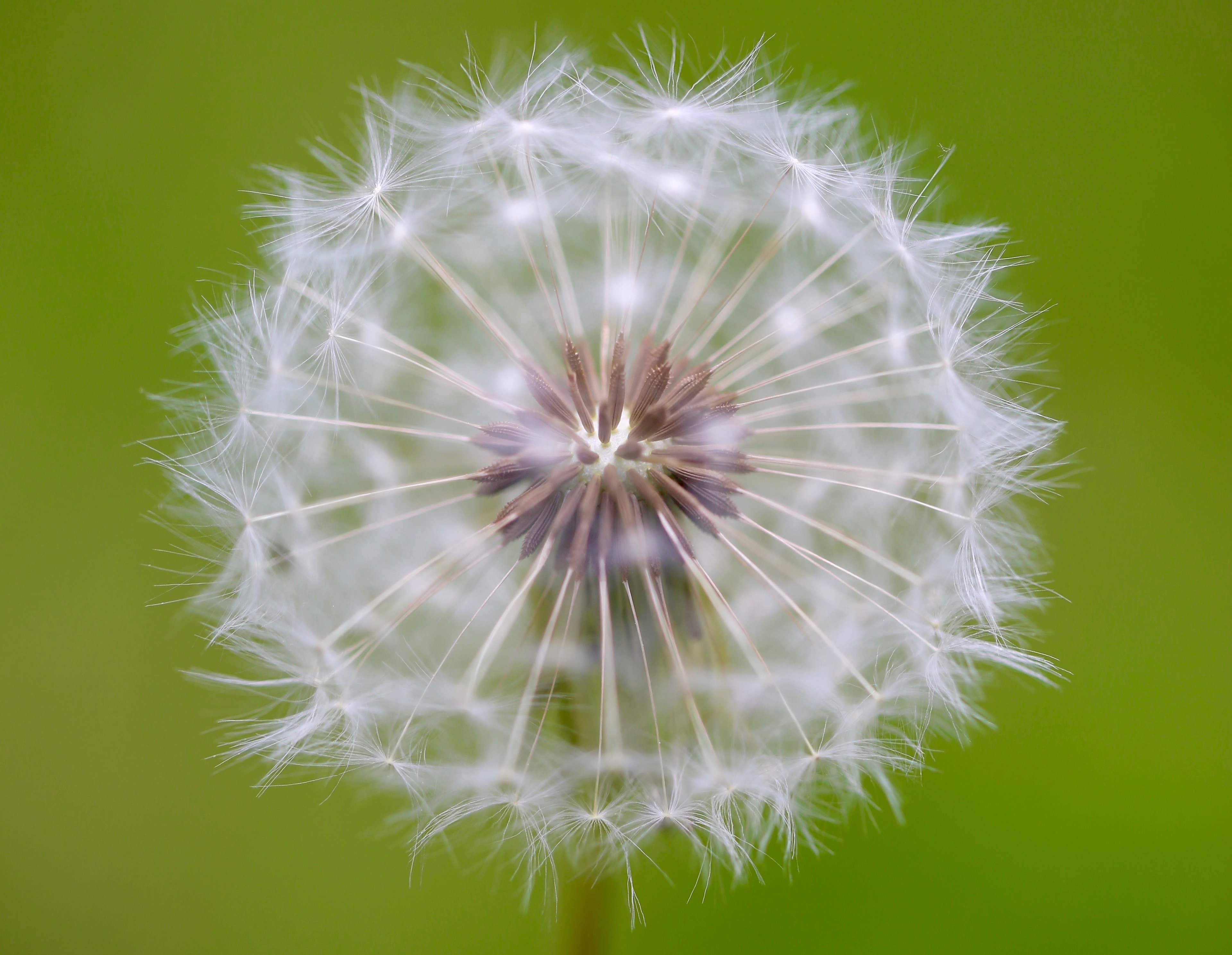 white dandelion