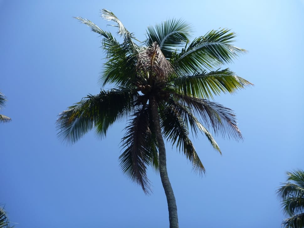 Leaves, Sky, Paradise, Blue, Palm Tree, palm tree, tree preview