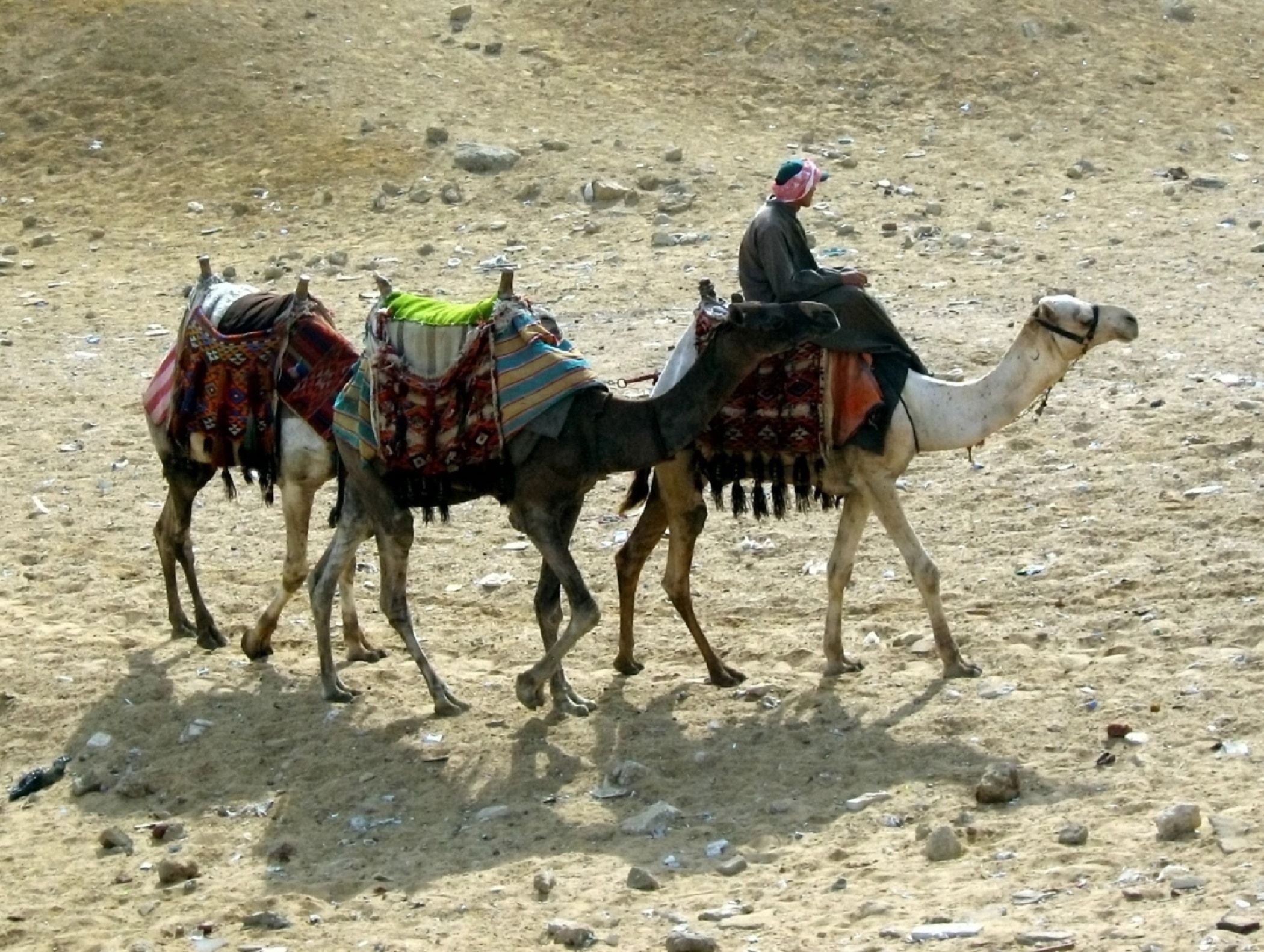 3 camels