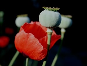 red poppy flower thumbnail
