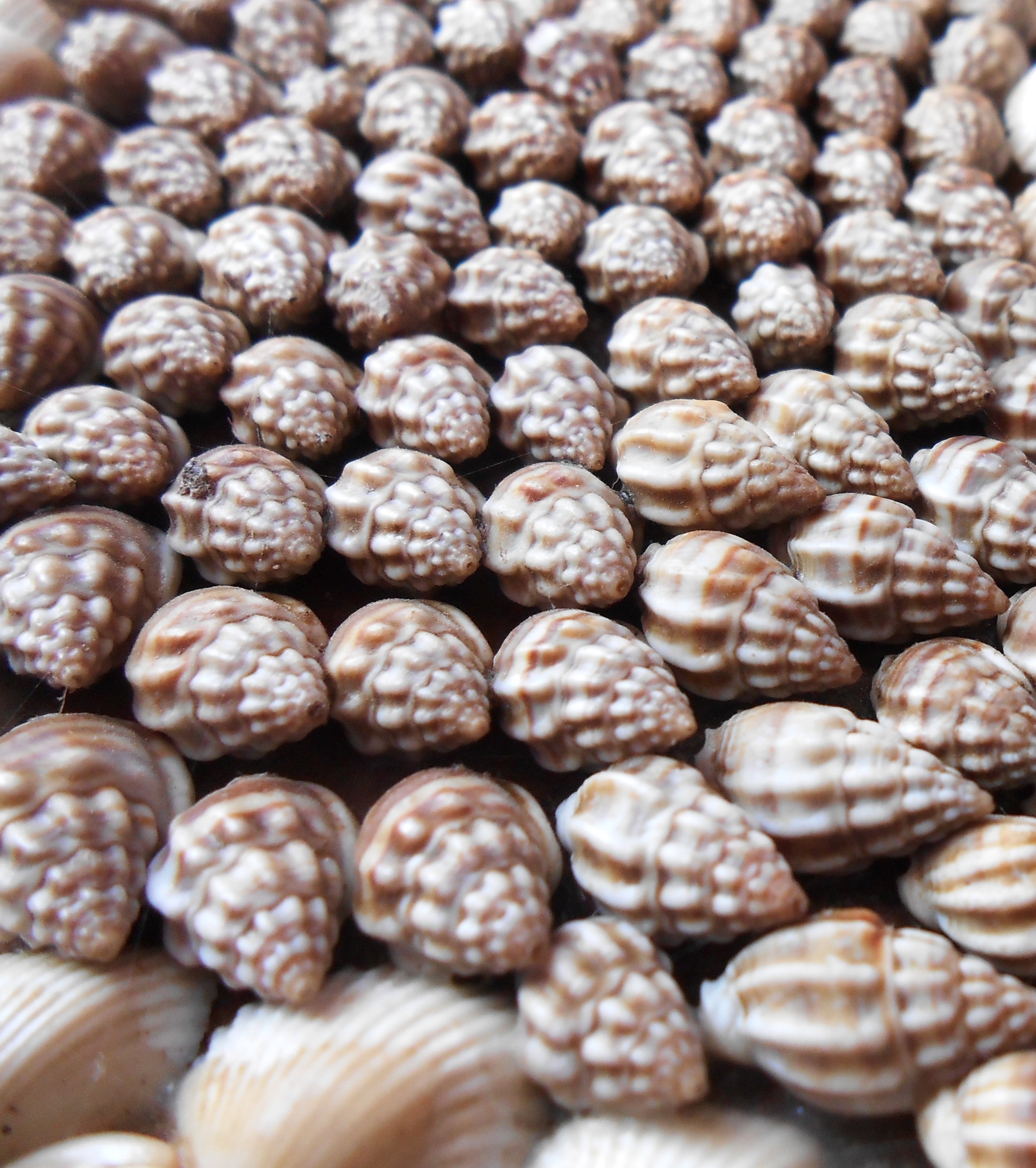 sea shells lot