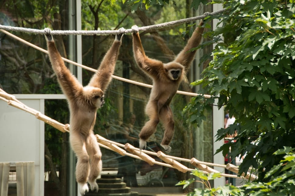Hell, White, Gibbon, Zoo, Monkey, animal wildlife, zoo preview