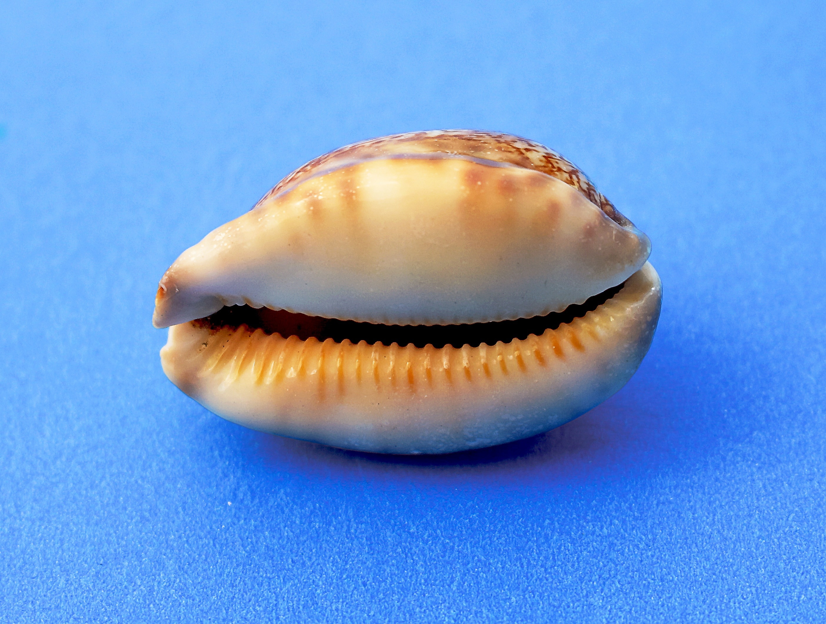 brown and white shell