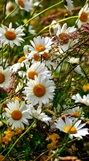 Daisies, Flower, Flowe, Blossoms, flower, white color thumbnail
