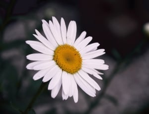 white daisy shallow depth photography thumbnail