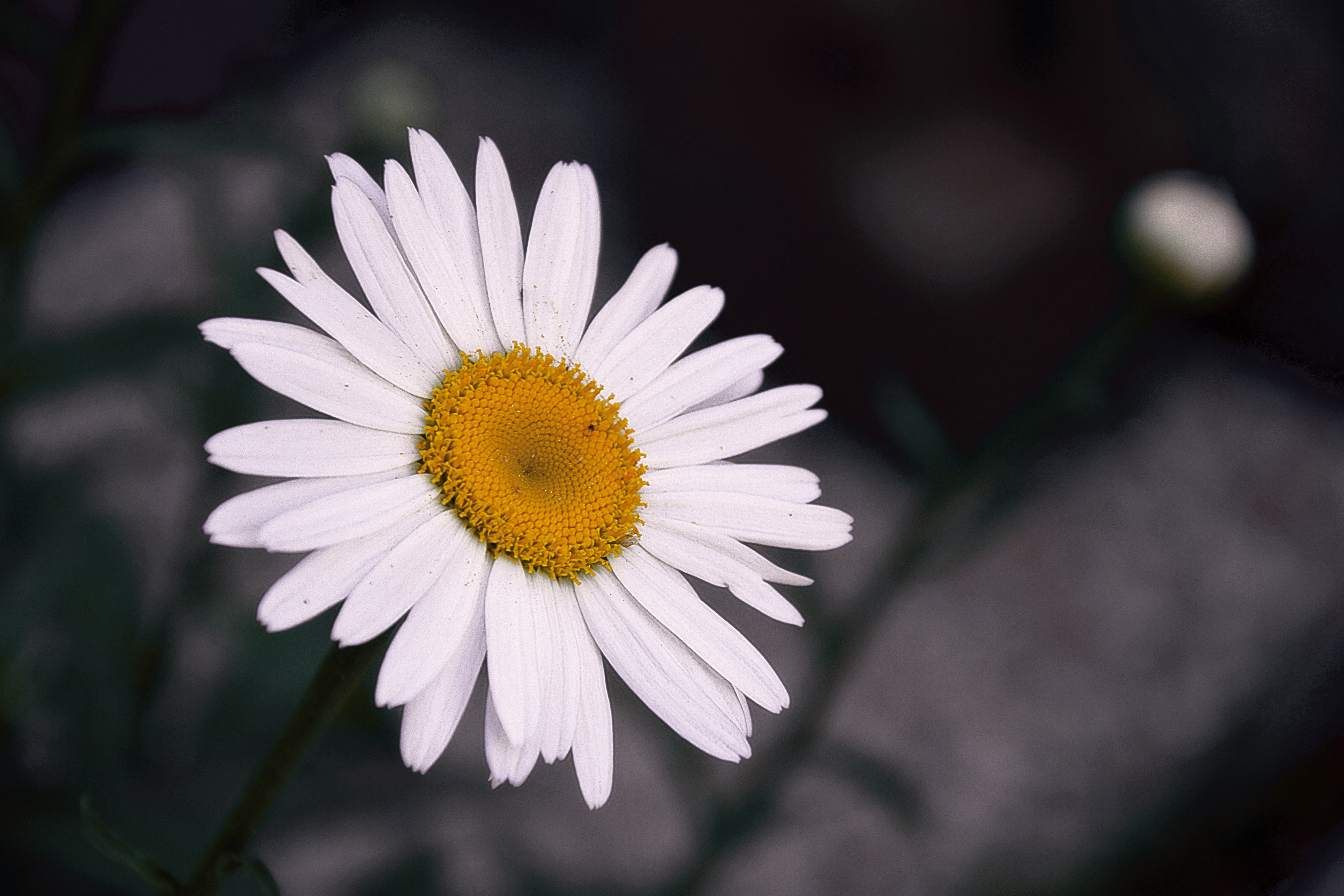 white daisy shallow depth photography