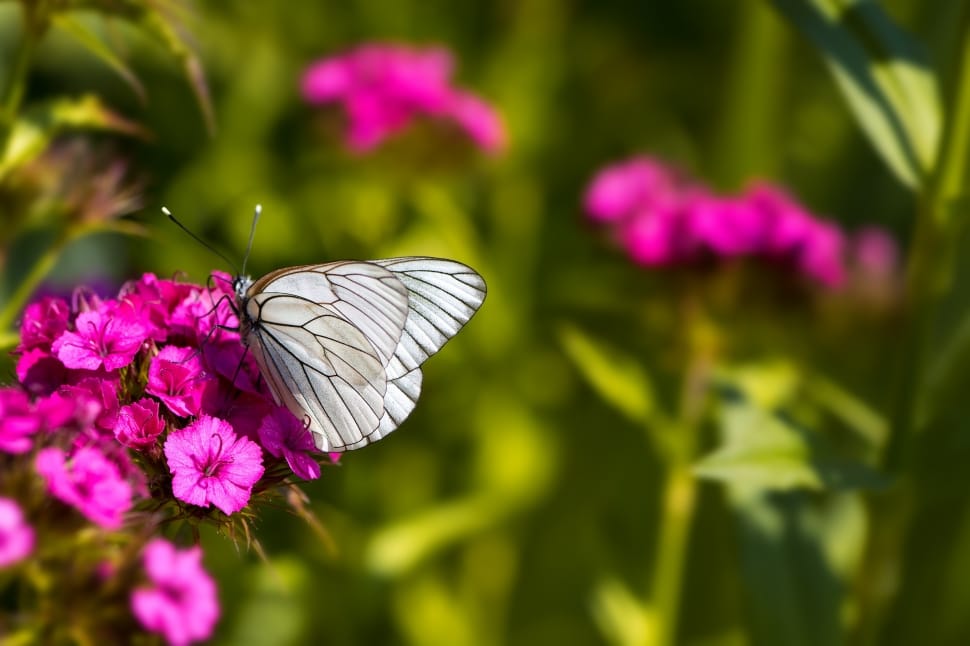 white brown butterfly preview