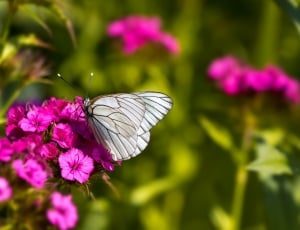 white brown butterfly thumbnail