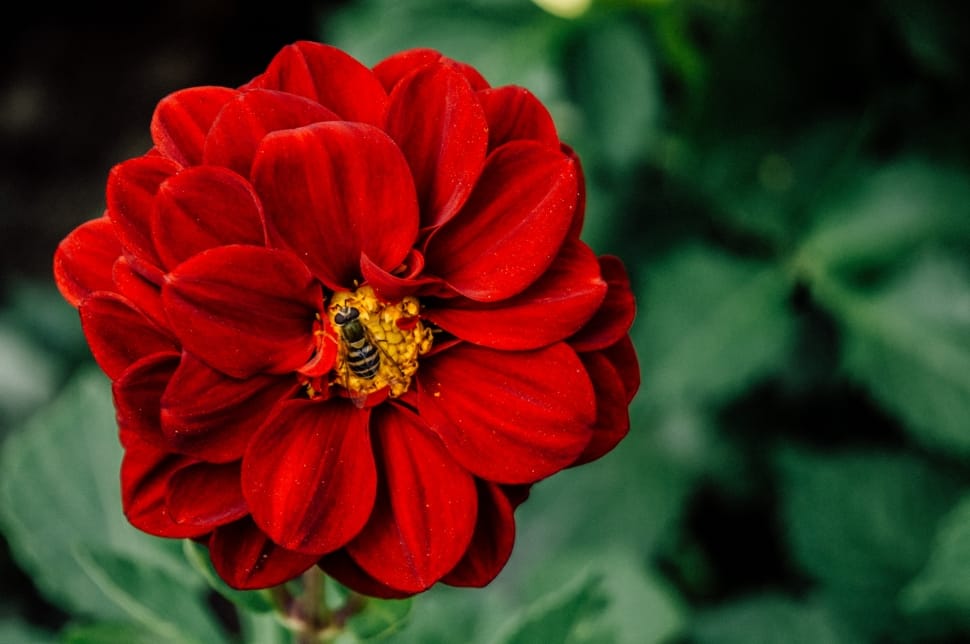 shallow focus photography of red flower preview
