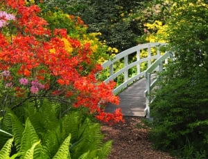 white wooden bridge in the middle of red and yellow flowers thumbnail