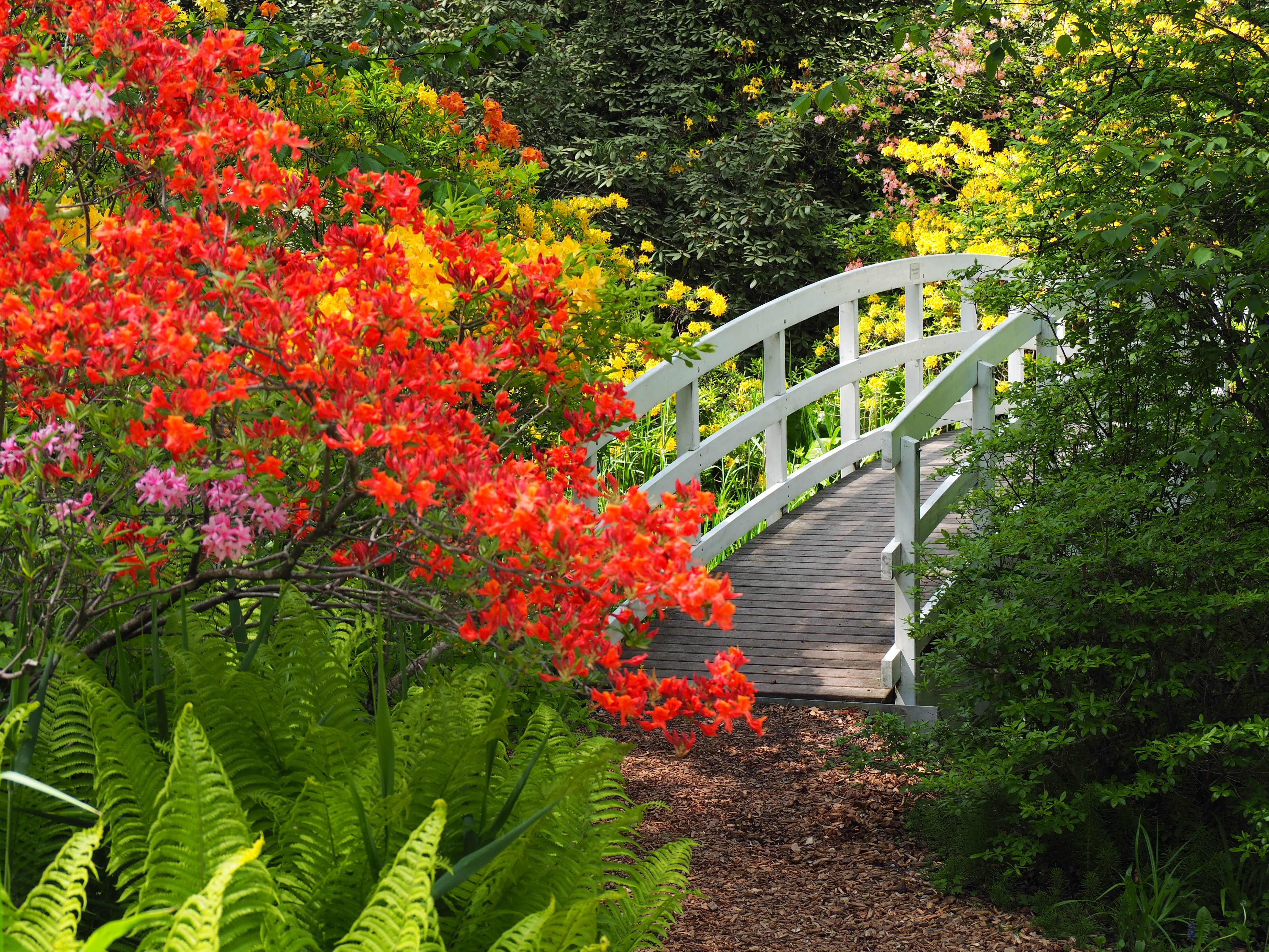 white wooden bridge in the middle of red and yellow flowers