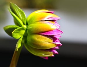 purple petaled flower on selective focus photography thumbnail