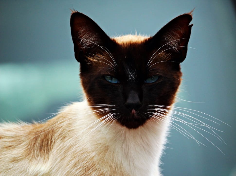 white and black siamese cat preview