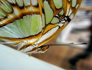 white and orange butterfly thumbnail
