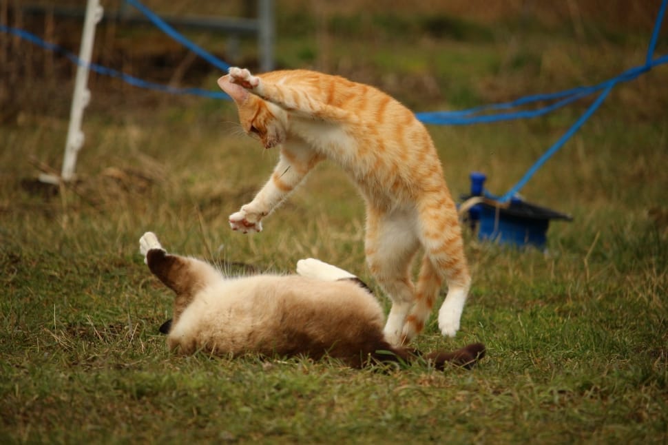 orange tabby kitten and siamese cat preview