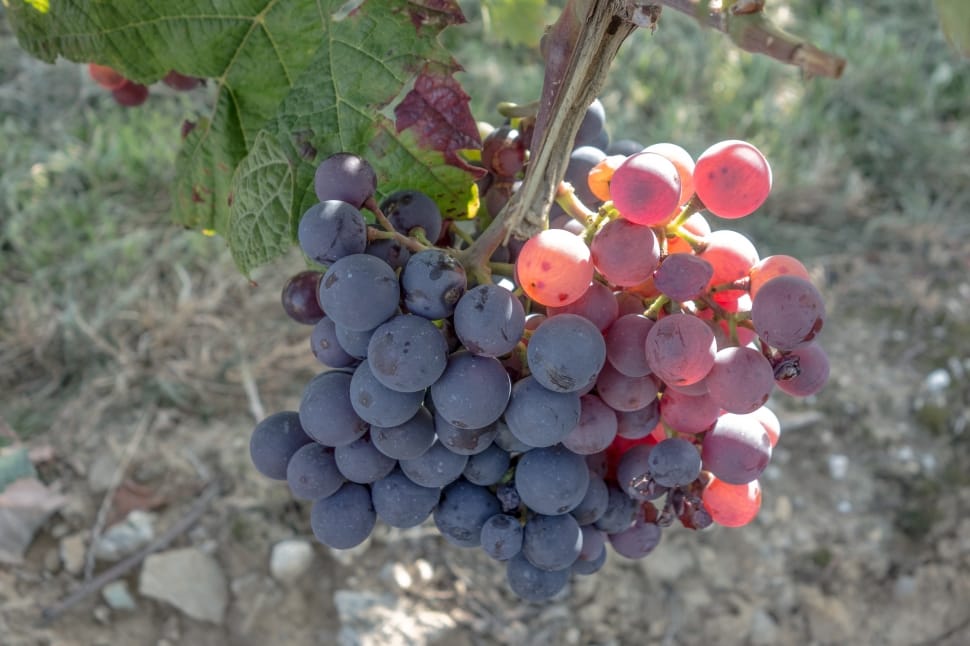 red grapes vine preview