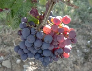 red grapes vine thumbnail