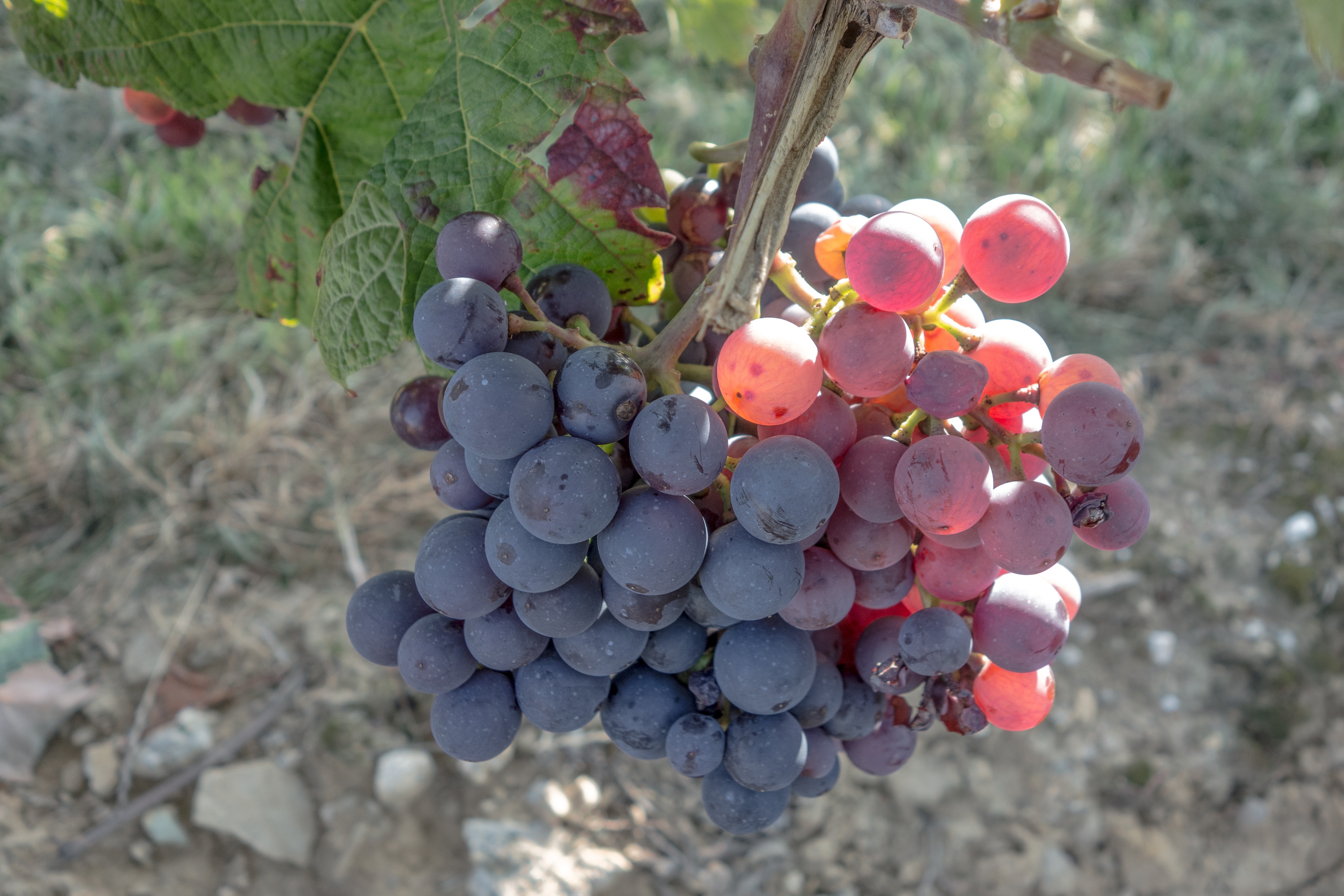 red grapes vine
