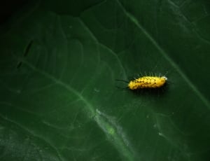yellow and black caterpillar thumbnail