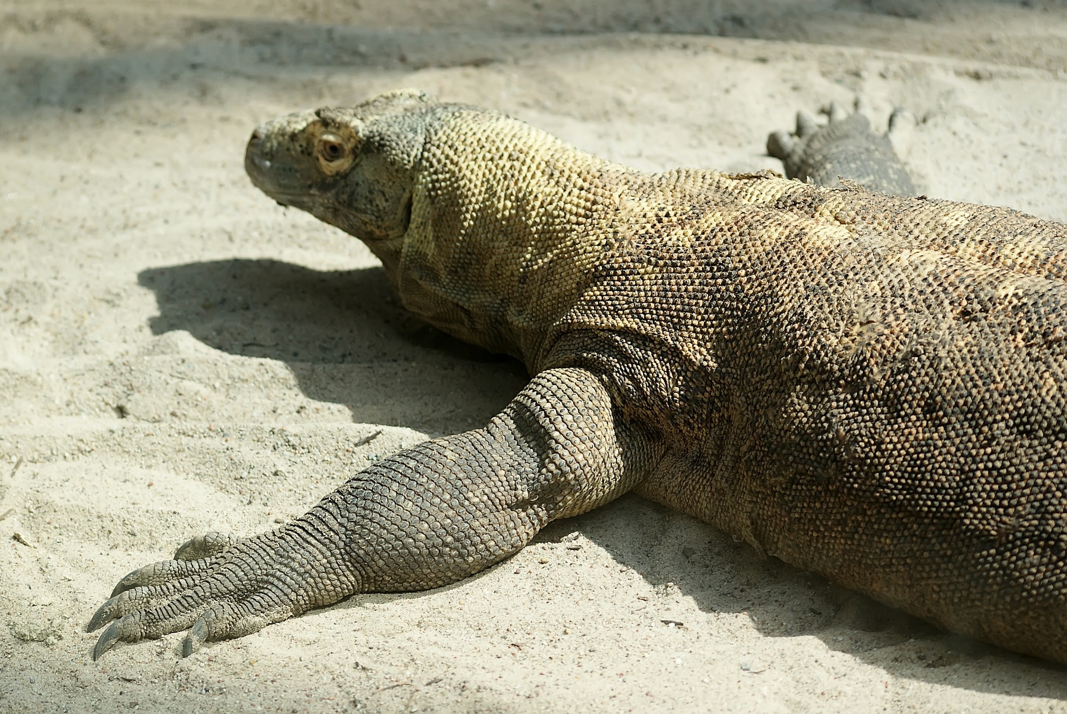 brown and black monitor lizard