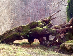 brown trunk with green mossy thumbnail