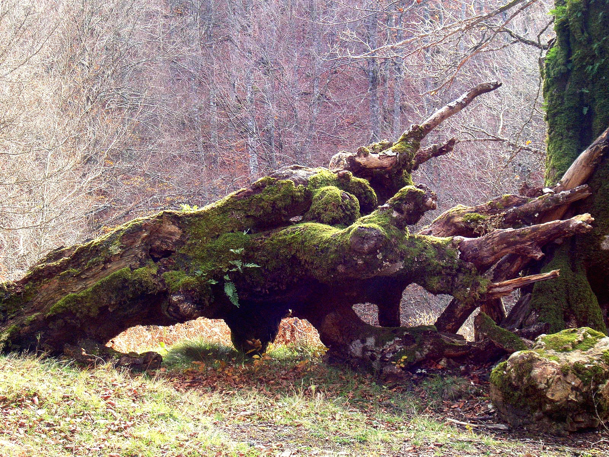 brown trunk with green mossy
